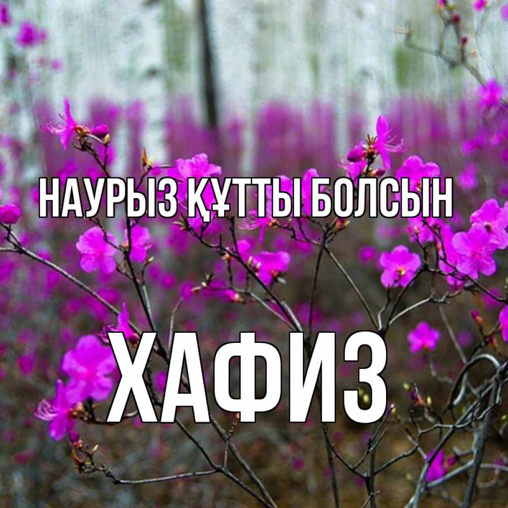 Күн сайын ашық хат с именем, ХАФИЗ Наурыз құтты болсын дикие цветы Онлайн тегін жүктеп алу тілектері бар керемет карта 