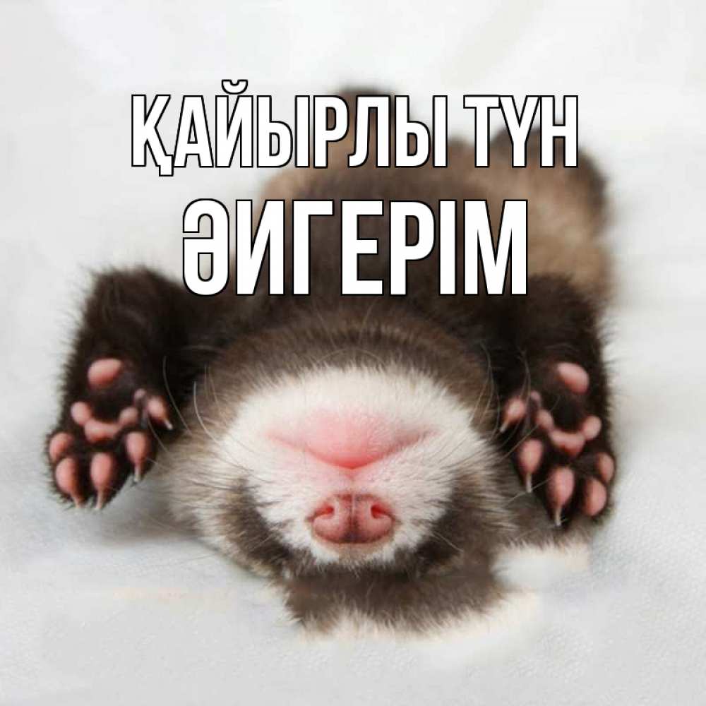 Күн сайын ашық хат с именем, ӘИГЕРІМ Қайырлы түн зверек Онлайн тегін жүктеп алу тілектері бар керемет карта 
