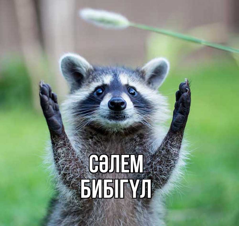 Күн сайын ашық хат с именем, БИБІГҮЛ Сәлем животные Онлайн тегін жүктеп алу тілектері бар керемет карта 