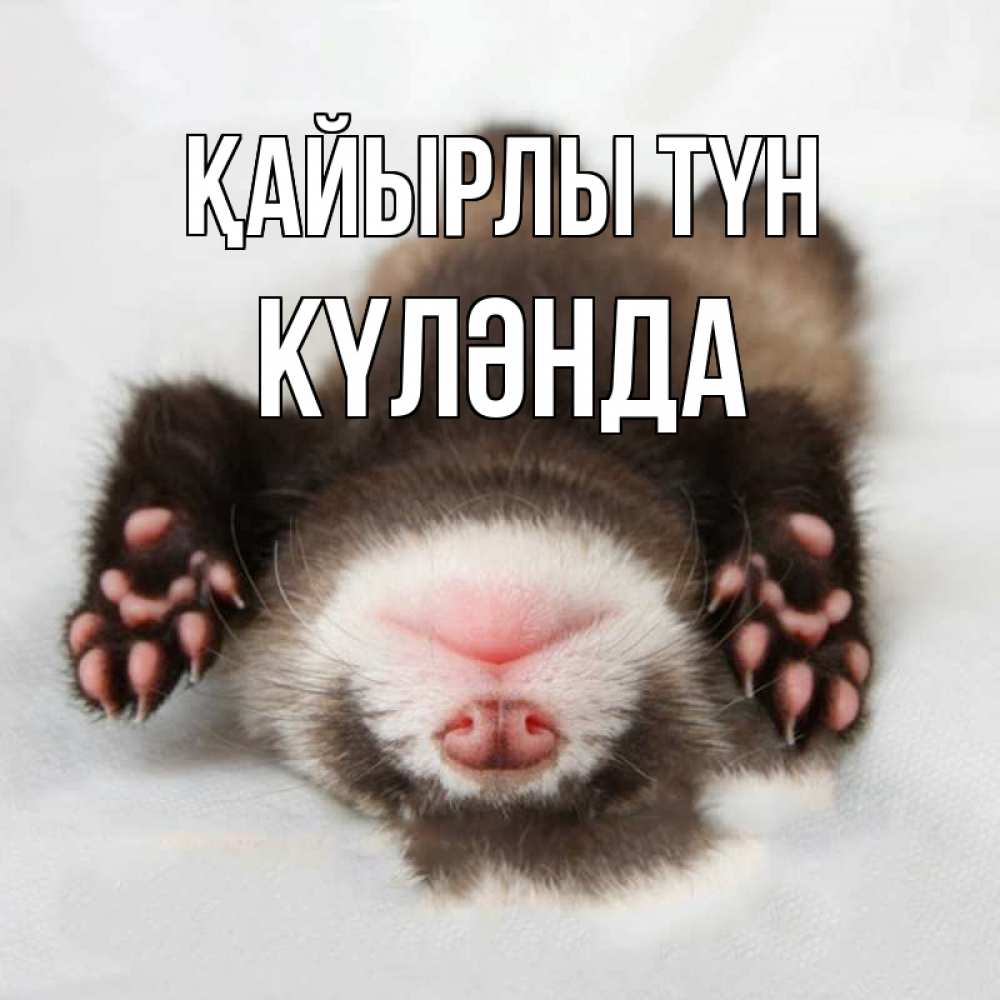 Күн сайын ашық хат с именем, КҮЛӘНДА Қайырлы түн зверек Онлайн тегін жүктеп алу тілектері бар керемет карта 