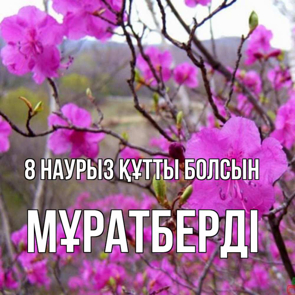 Күн сайын ашық хат с именем, Мұратберді 8 наурыз құтты болсын международный женский день Онлайн тегін жүктеп алу тілектері бар керемет карта 
