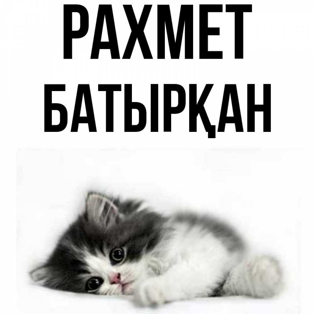 Күн сайын ашық хат с именем, Батырқан рахмет черный и белый кот Онлайн тегін жүктеп алу тілектері бар керемет карта 