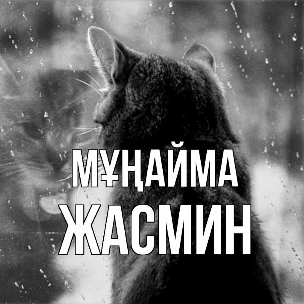 Күн сайын ашық хат с именем, Жасмин Мұңайма отражение кота 1 Онлайн тегін жүктеп алу тілектері бар керемет карта 