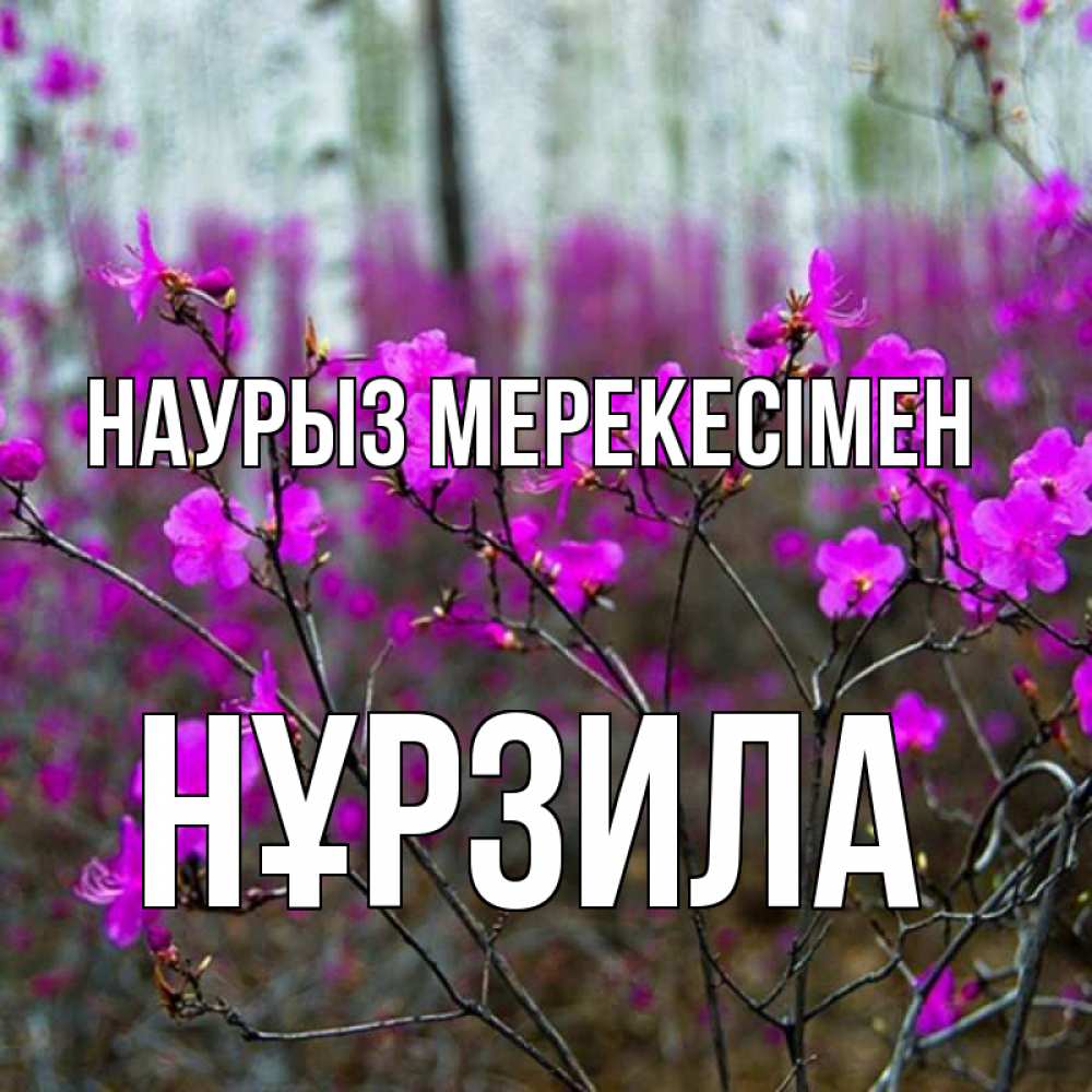 Күн сайын ашық хат с именем, НҰРЗИЛА Наурыз мерекесімен дикие цветы Онлайн тегін жүктеп алу тілектері бар керемет карта 