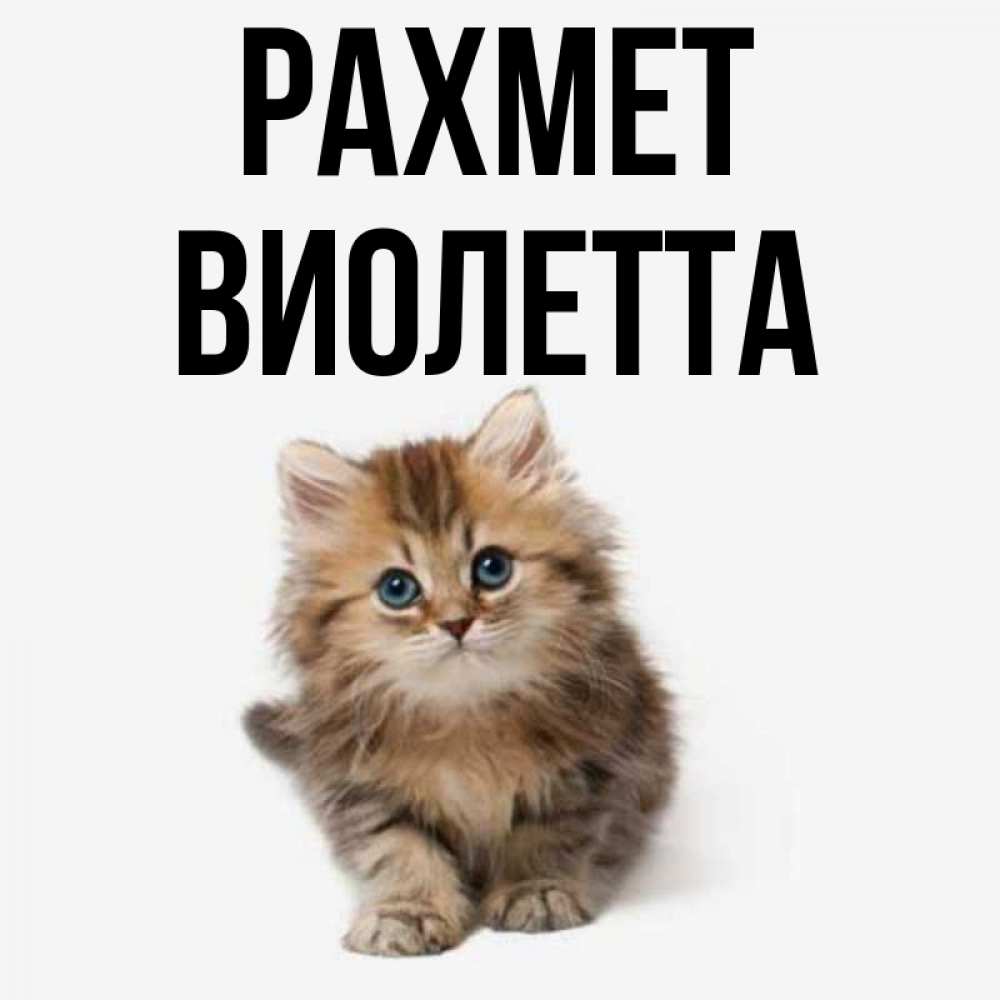 Күн сайын ашық хат с именем, Виолетта рахмет пушистый котик Онлайн тегін жүктеп алу тілектері бар керемет карта 