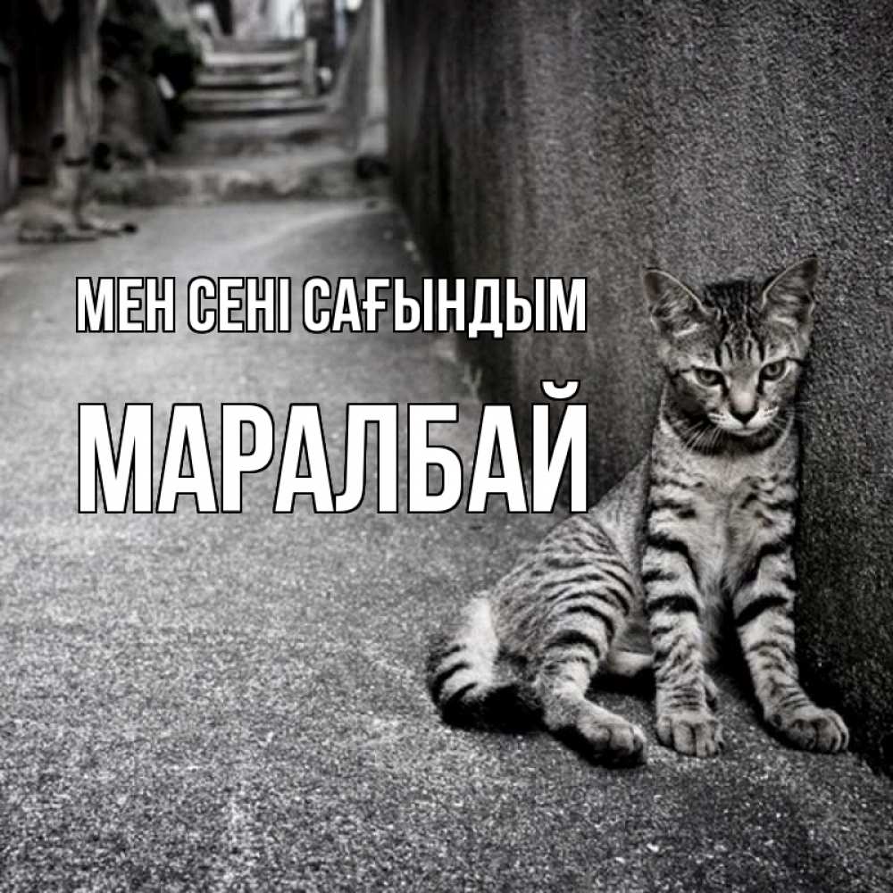 Күн сайын ашық хат с именем, МАРАЛБАЙ Мен сені сағындым одиноко котику Онлайн тегін жүктеп алу тілектері бар керемет карта 