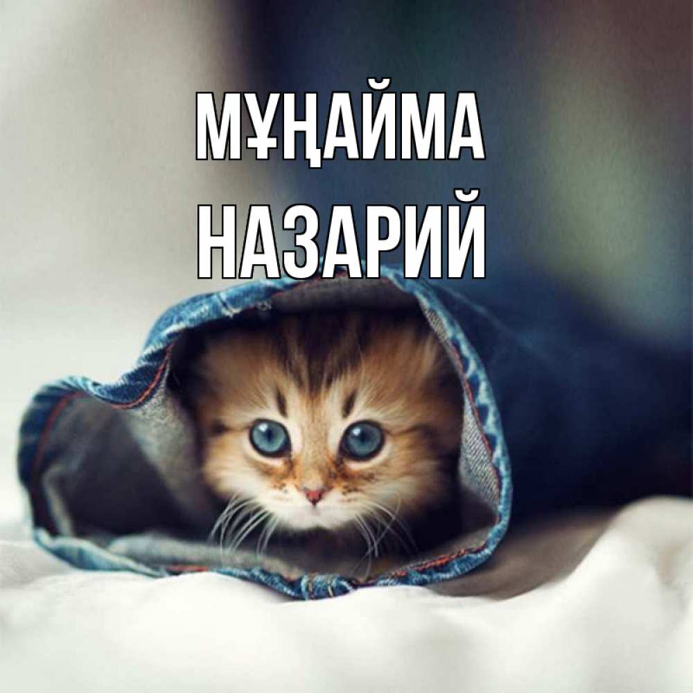 Күн сайын ашық хат с именем, Назарий Мұңайма кот в одежде Онлайн тегін жүктеп алу тілектері бар керемет карта 