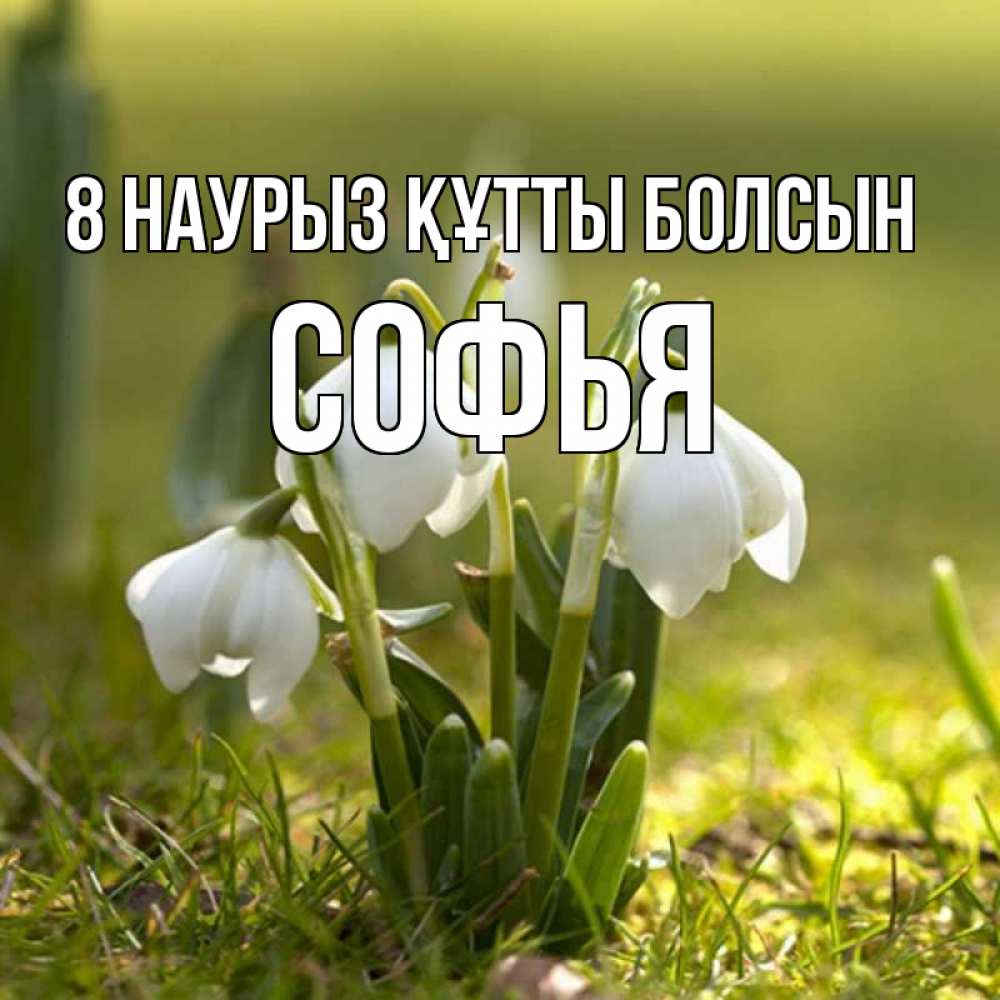 Күн сайын ашық хат с именем, Софья 8 наурыз құтты болсын ранние цветы 2 Онлайн тегін жүктеп алу тілектері бар керемет карта 