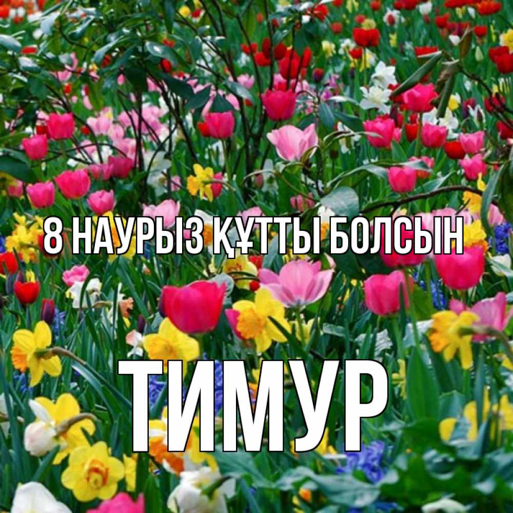 Күн сайын ашық хат с именем, Тимур 8 наурыз құтты болсын с международным женским днем поздравления для женщины Онлайн тегін жүктеп алу тілектері бар керемет карта 