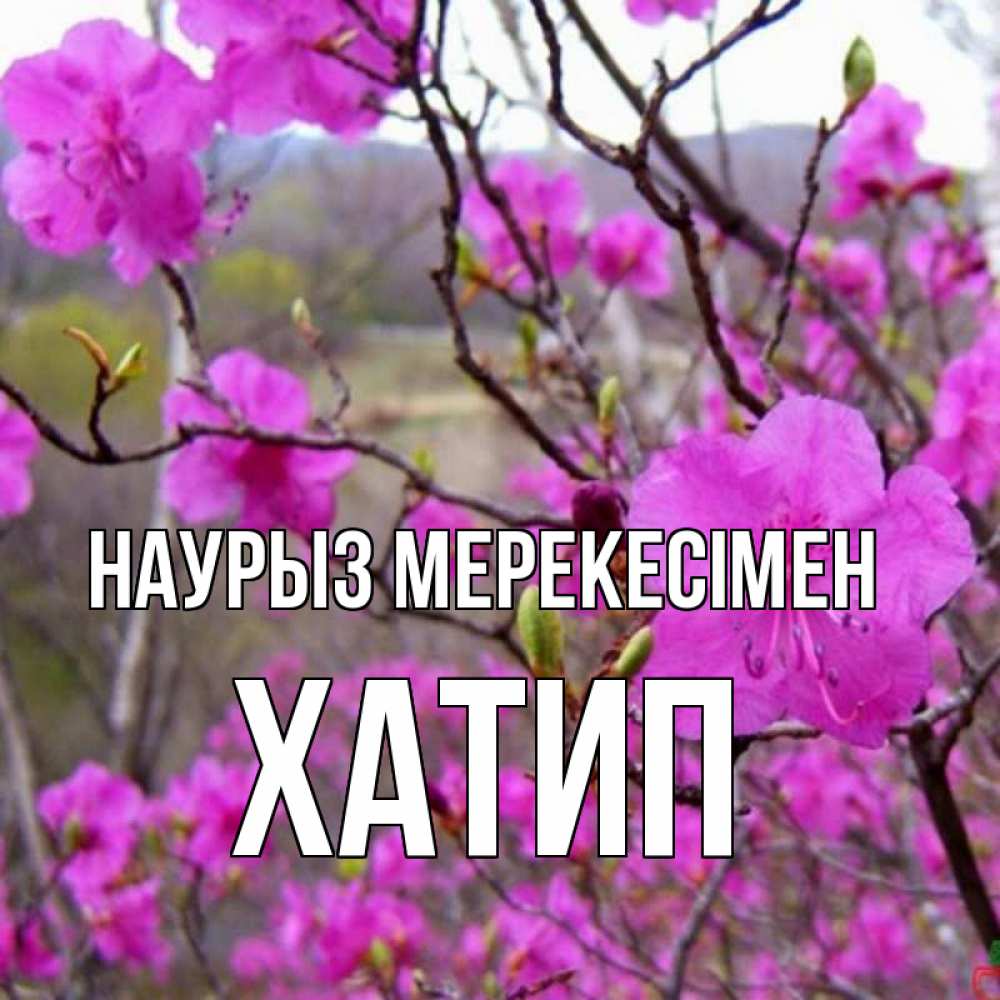 Күн сайын ашық хат с именем, ХАТИП Наурыз мерекесімен праздник весны наурыз Онлайн тегін жүктеп алу тілектері бар керемет карта 