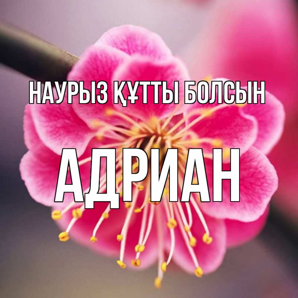 Күн сайын ашық хат с именем, Адриан Наурыз құтты болсын цветы Онлайн тегін жүктеп алу тілектері бар керемет карта 