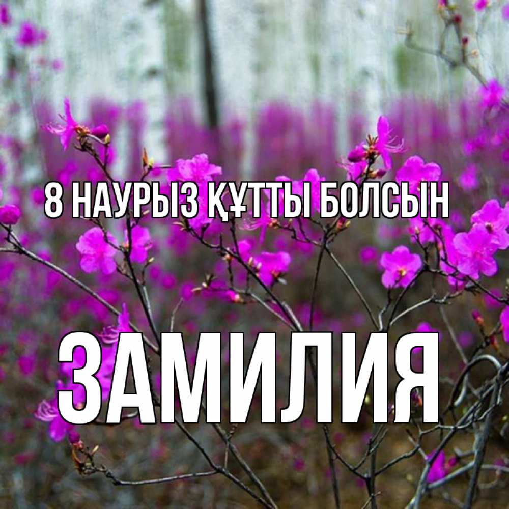 Күн сайын ашық хат с именем, ЗАМИЛИЯ 8 наурыз құтты болсын дикие цветы Онлайн тегін жүктеп алу тілектері бар керемет карта 