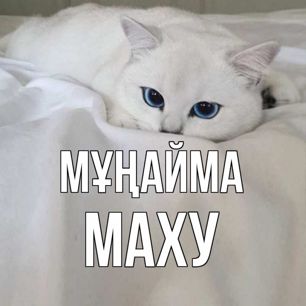 Күн сайын ашық хат с именем, МАХУ Мұңайма белый кот с голубыми глазами на белоснежной кровати Онлайн тегін жүктеп алу тілектері бар керемет карта 