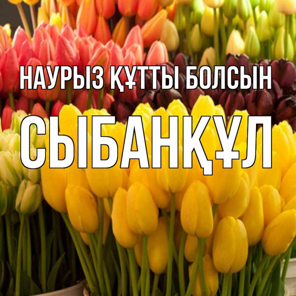 Күн сайын ашық хат с именем, СЫБАНҚҰЛ Наурыз құтты болсын цветы Онлайн тегін жүктеп алу тілектері бар керемет карта 