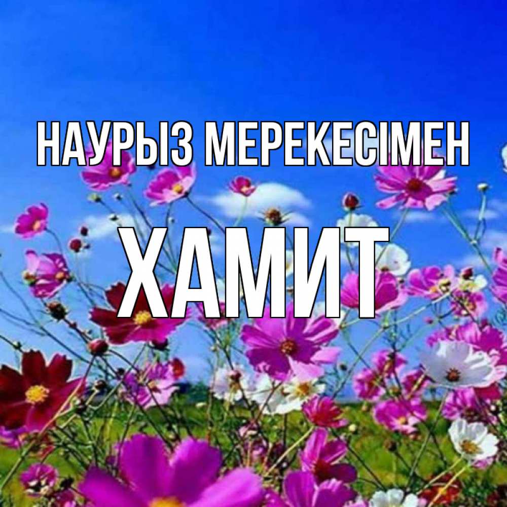 Күн сайын ашық хат с именем, ХАМИТ Наурыз мерекесімен цветы Онлайн тегін жүктеп алу тілектері бар керемет карта 