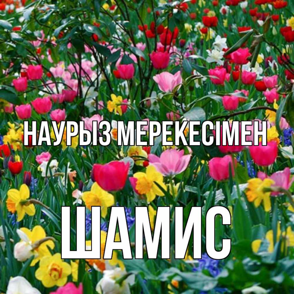 Күн сайын ашық хат с именем, ШАМИС Наурыз мерекесімен с наурызом праздником весны поздравления для женщины Онлайн тегін жүктеп алу тілектері бар керемет карта 