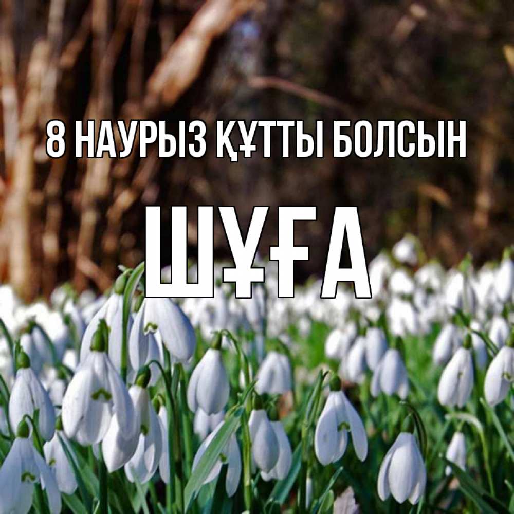 Күн сайын ашық хат с именем, ШҰҒА 8 наурыз құтты болсын с подснежниками 1 Онлайн тегін жүктеп алу тілектері бар керемет карта 