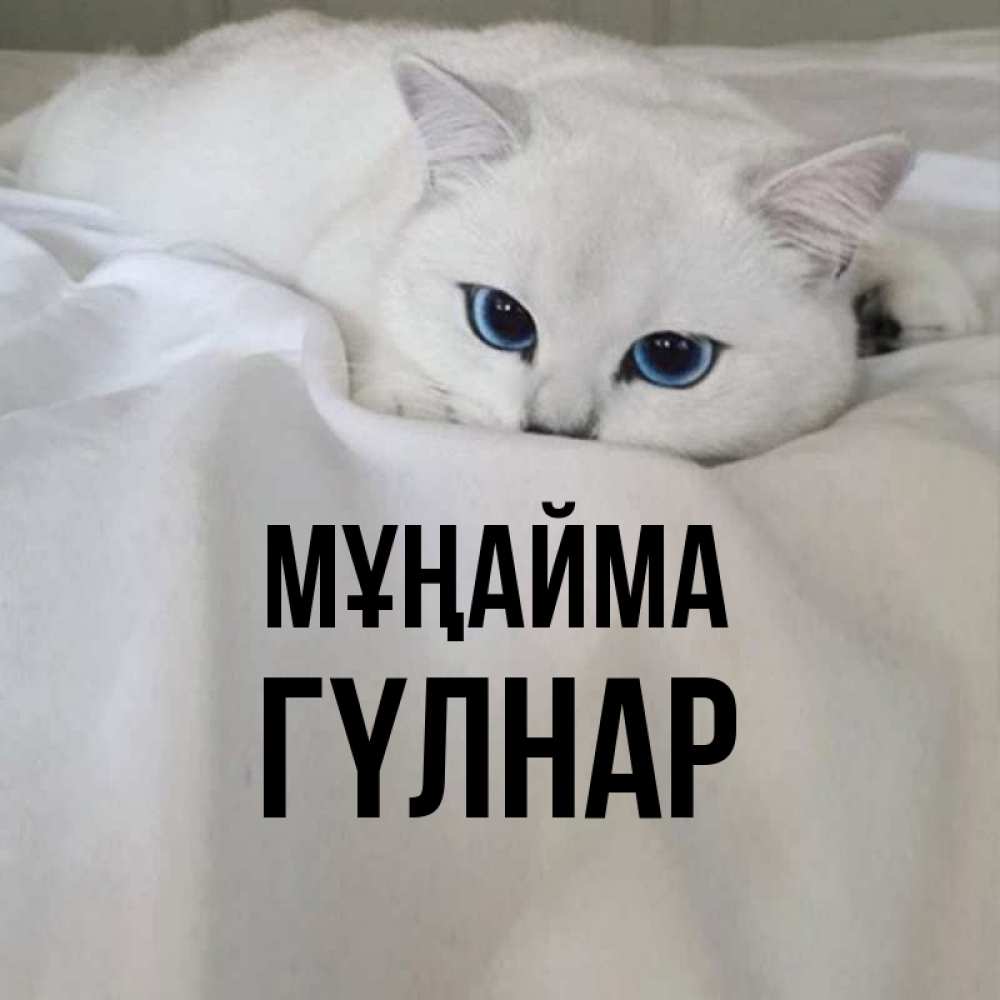 Күн сайын ашық хат с именем, ГҮЛНАР Мұңайма Голубоглазая кошка Онлайн тегін жүктеп алу тілектері бар керемет карта 