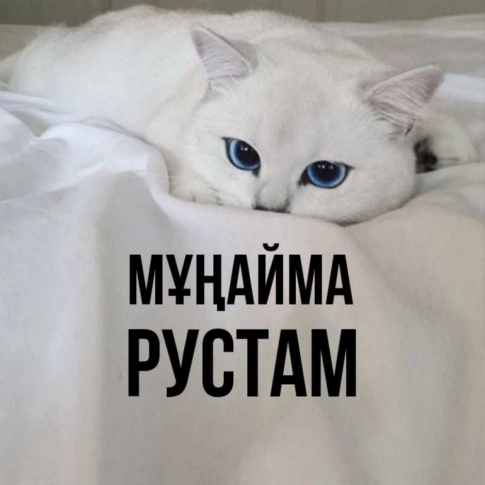 Күн сайын ашық хат с именем, Рустам Мұңайма Голубоглазая кошка Онлайн тегін жүктеп алу тілектері бар керемет карта 