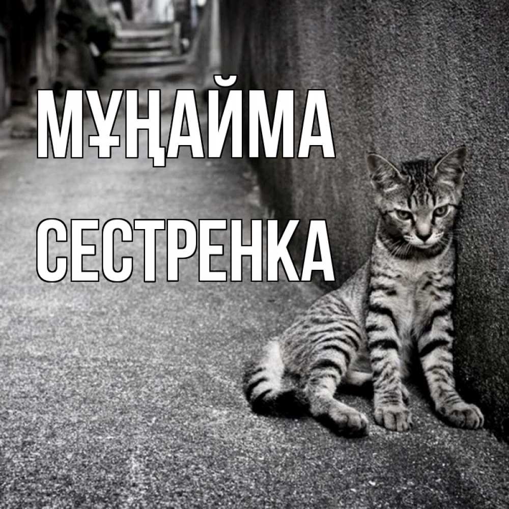 Күн сайын ашық хат с именем, Сестренка Мұңайма скучающий котик Онлайн тегін жүктеп алу тілектері бар керемет карта 