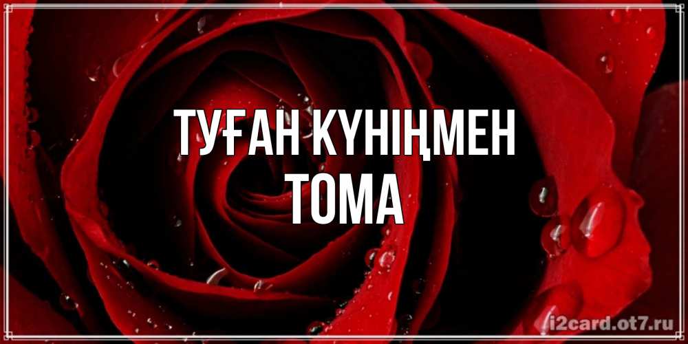 Күн сайын ашық хат с именем, Тома Туған күніңмен крупная бордовая роза Онлайн тегін жүктеп алу тілектері бар керемет карта 