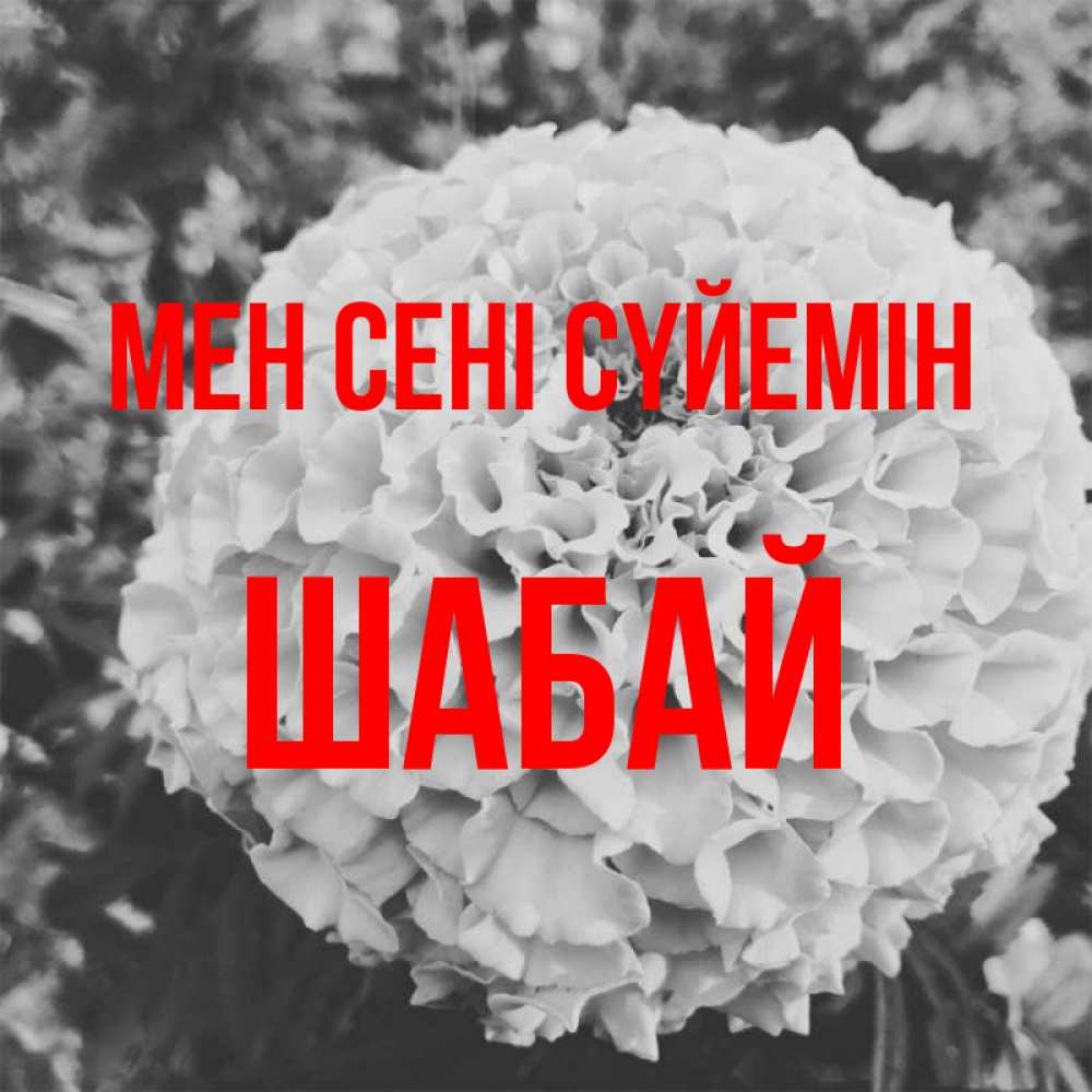 Күн сайын ашық хат с именем, ШАБАЙ Мен сені сүйемін подпись Онлайн тегін жүктеп алу тілектері бар керемет карта 