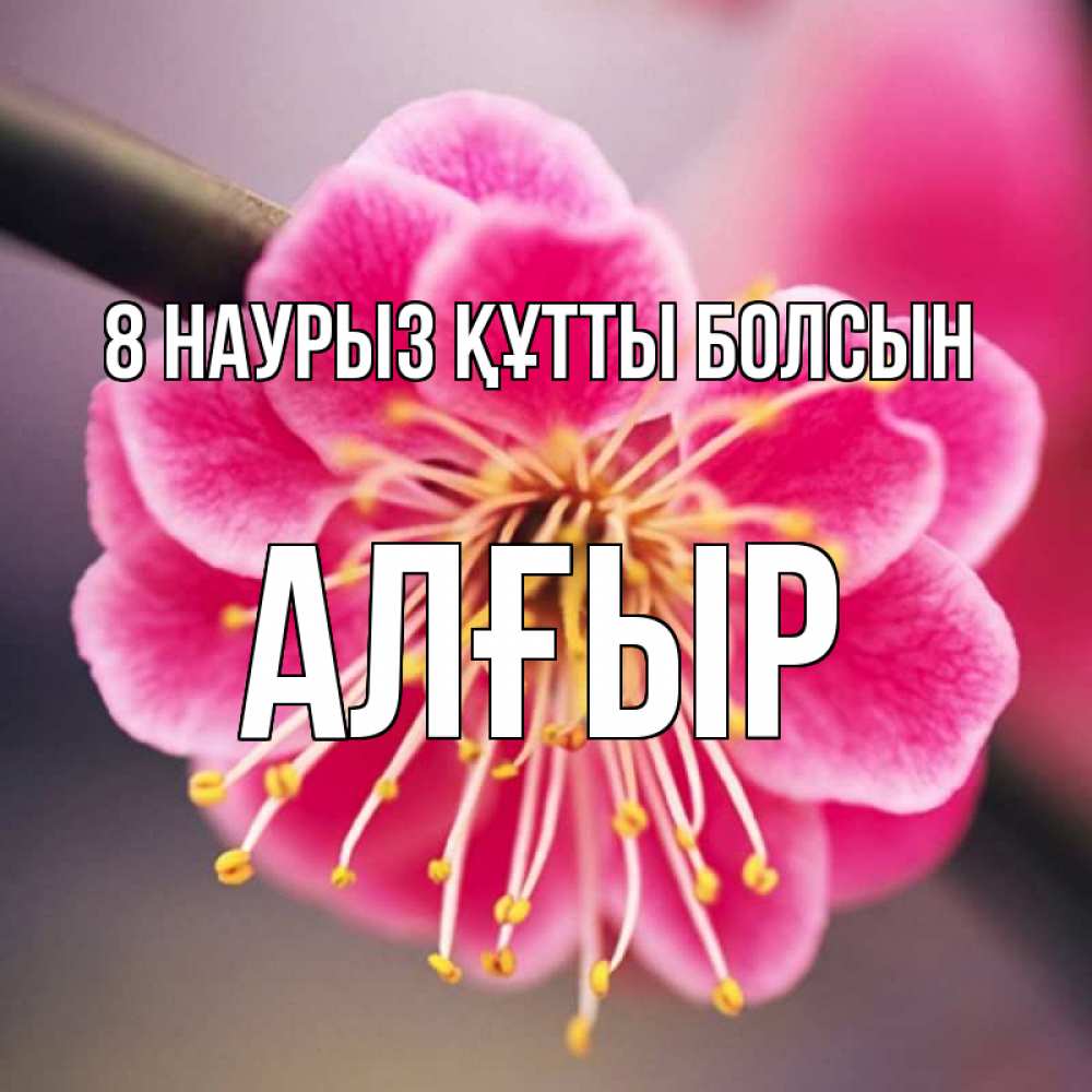 Күн сайын ашық хат с именем, Алғыр 8 наурыз құтты болсын цветы Онлайн тегін жүктеп алу тілектері бар керемет карта 
