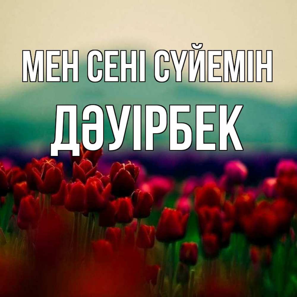 Күн сайын ашық хат с именем, Дәуірбек Мен сені сүйемін тюльпаны 4 Онлайн тегін жүктеп алу тілектері бар керемет карта 