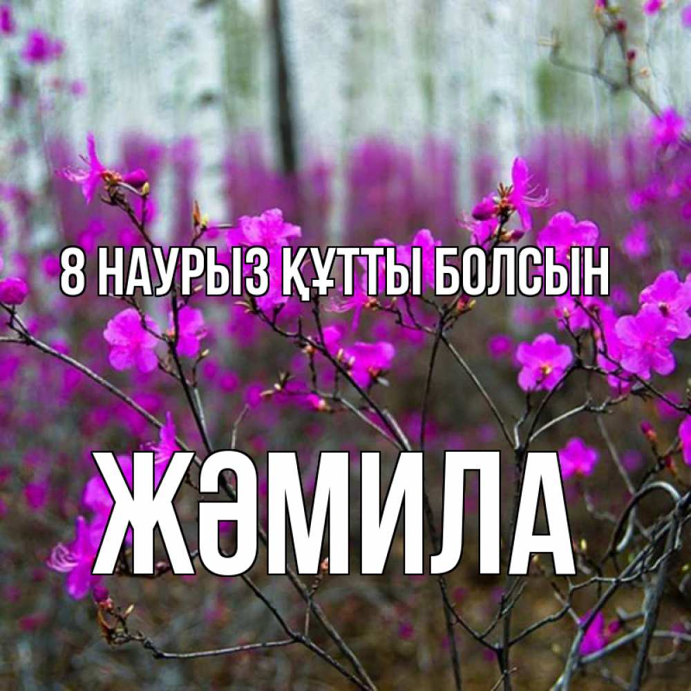Күн сайын ашық хат с именем, ЖӘМИЛА 8 наурыз құтты болсын дикие цветы Онлайн тегін жүктеп алу тілектері бар керемет карта 