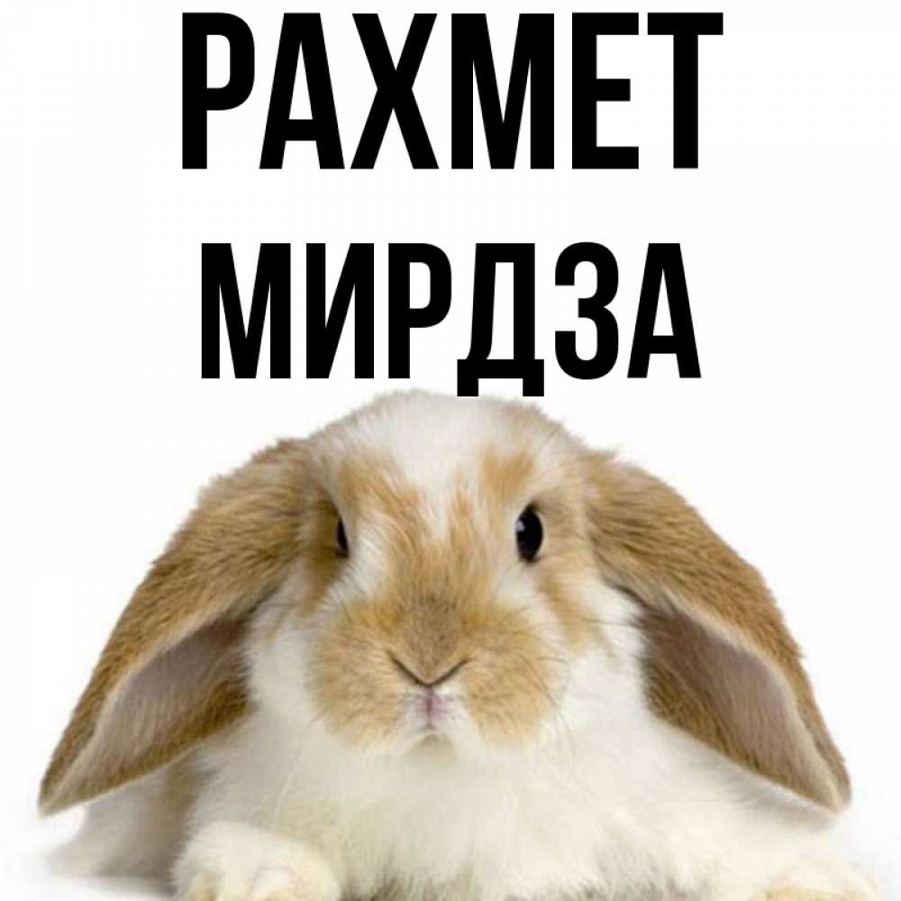 Күн сайын ашық хат с именем, Мирдза рахмет коричнево белый заяц Онлайн тегін жүктеп алу тілектері бар керемет карта 