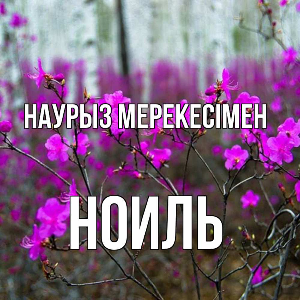 Күн сайын ашық хат с именем, НОИЛЬ Наурыз мерекесімен дикие цветы Онлайн тегін жүктеп алу тілектері бар керемет карта 