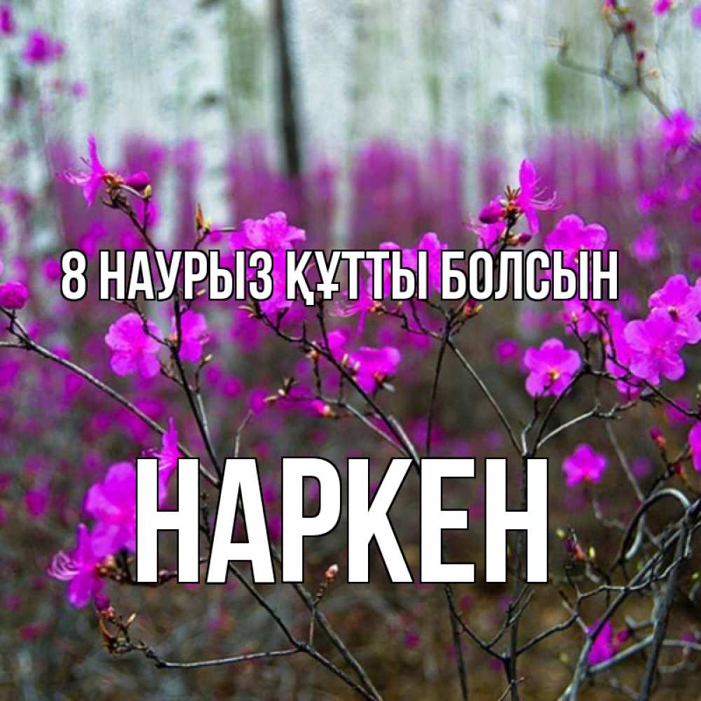 Күн сайын ашық хат с именем, Наркен 8 наурыз құтты болсын дикие цветы Онлайн тегін жүктеп алу тілектері бар керемет карта 