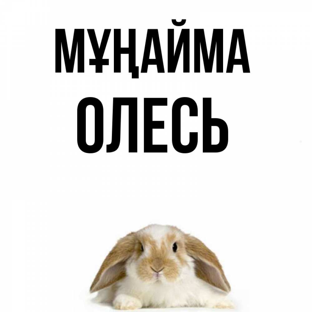 Күн сайын ашық хат с именем, Олесь Мұңайма коричнево белый заяц с большими ушками Онлайн тегін жүктеп алу тілектері бар керемет карта 