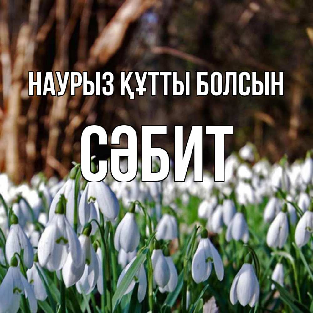 Күн сайын ашық хат с именем, СӘБИТ Наурыз құтты болсын с подснежниками 1 Онлайн тегін жүктеп алу тілектері бар керемет карта 