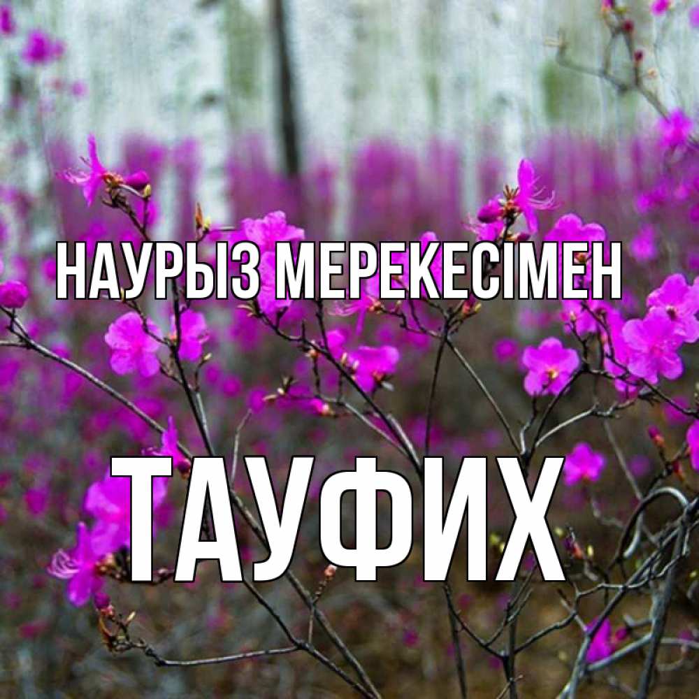 Күн сайын ашық хат с именем, ТАУФИХ Наурыз мерекесімен дикие цветы Онлайн тегін жүктеп алу тілектері бар керемет карта 