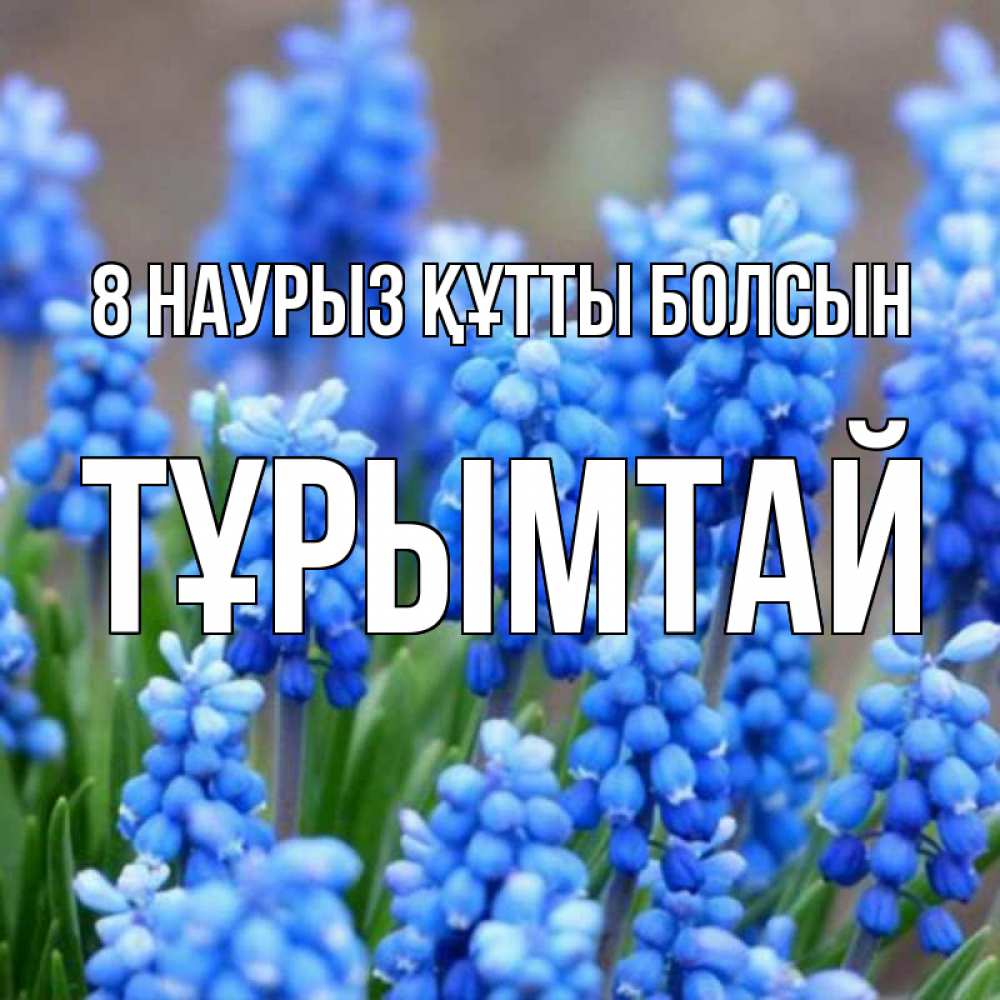 Күн сайын ашық хат с именем, ТҰРЫМТАЙ 8 наурыз құтты болсын Поздравительная открытка для женщин с цветами на праздничную дату Онлайн тегін жүктеп алу тілектері бар керемет карта 