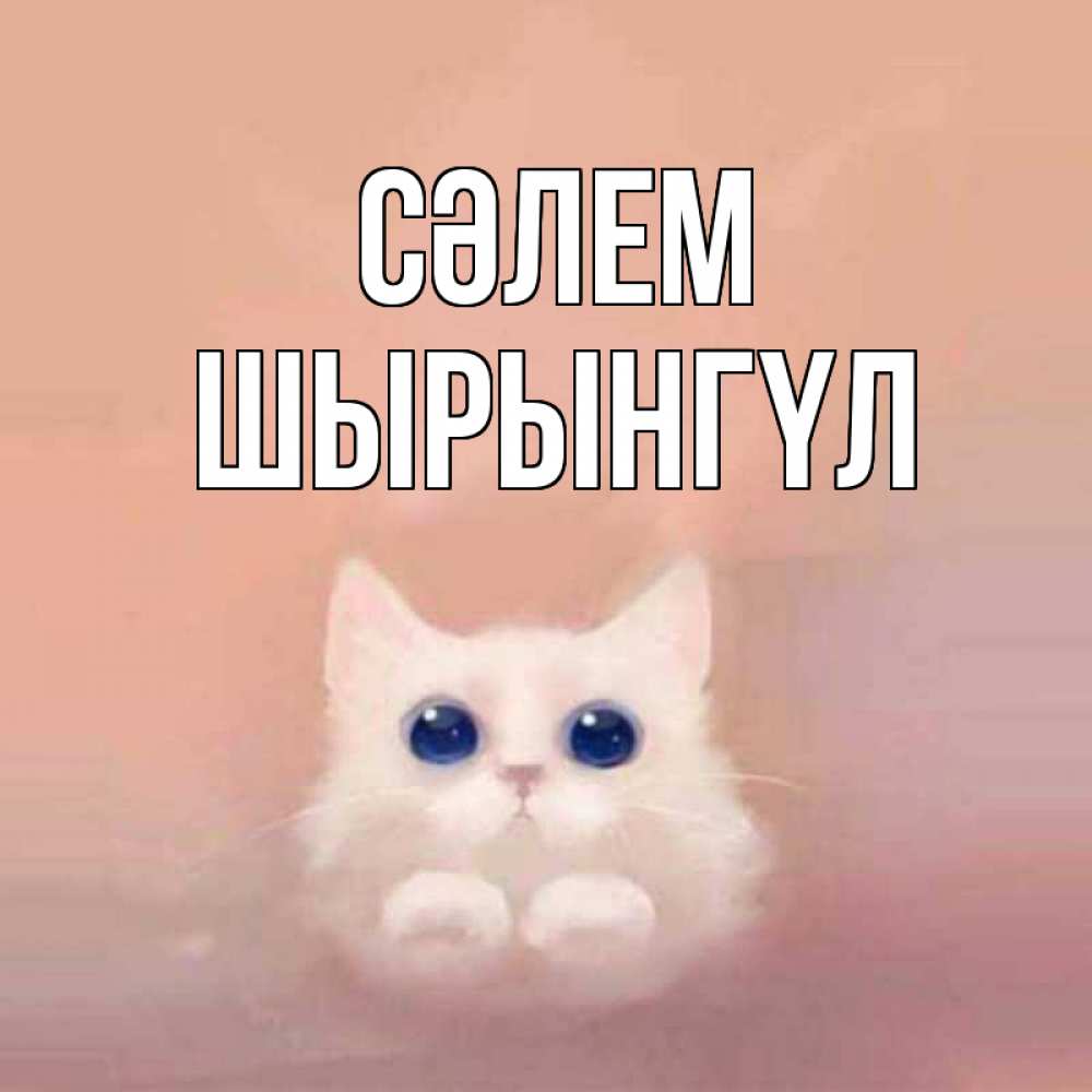 Күн сайын ашық хат с именем, ШЫРЫНГҮЛ Сәлем котик белый в полете Онлайн тегін жүктеп алу тілектері бар керемет карта 
