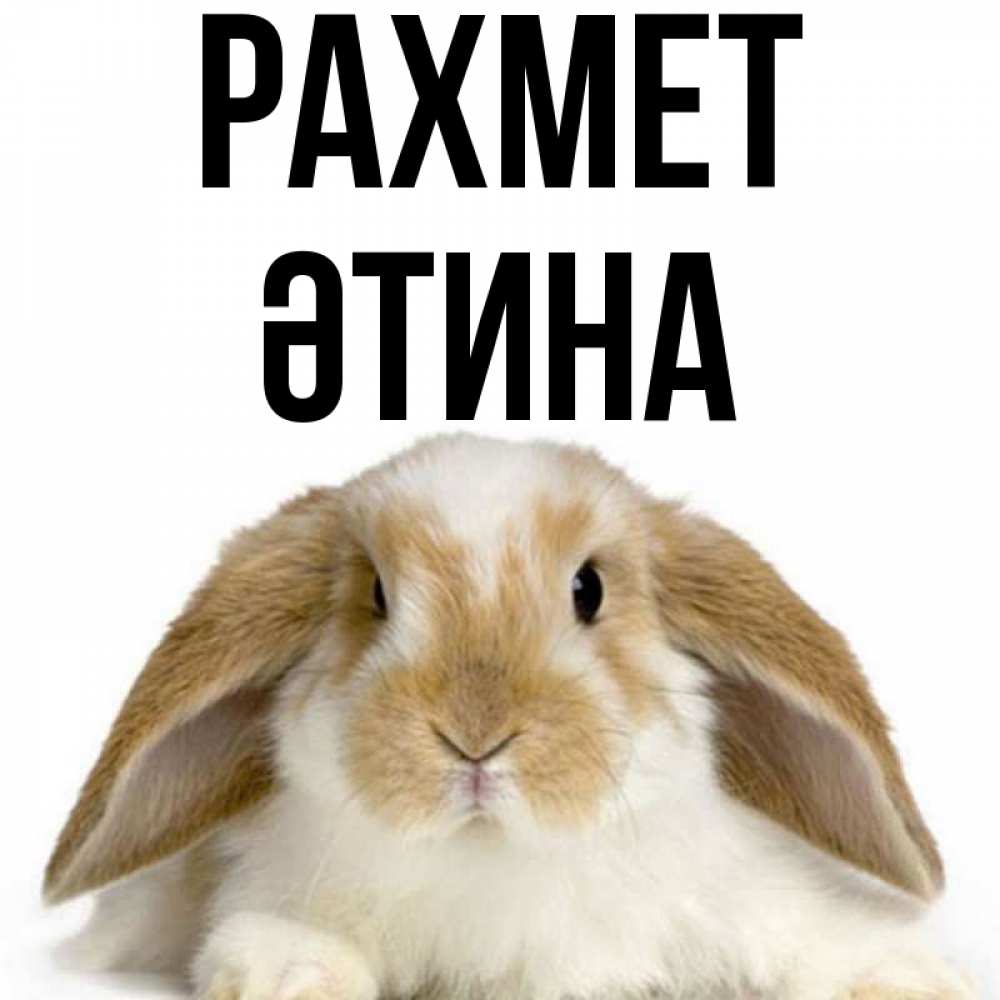 Күн сайын ашық хат с именем, ӘТИНА рахмет коричнево белый заяц Онлайн тегін жүктеп алу тілектері бар керемет карта 