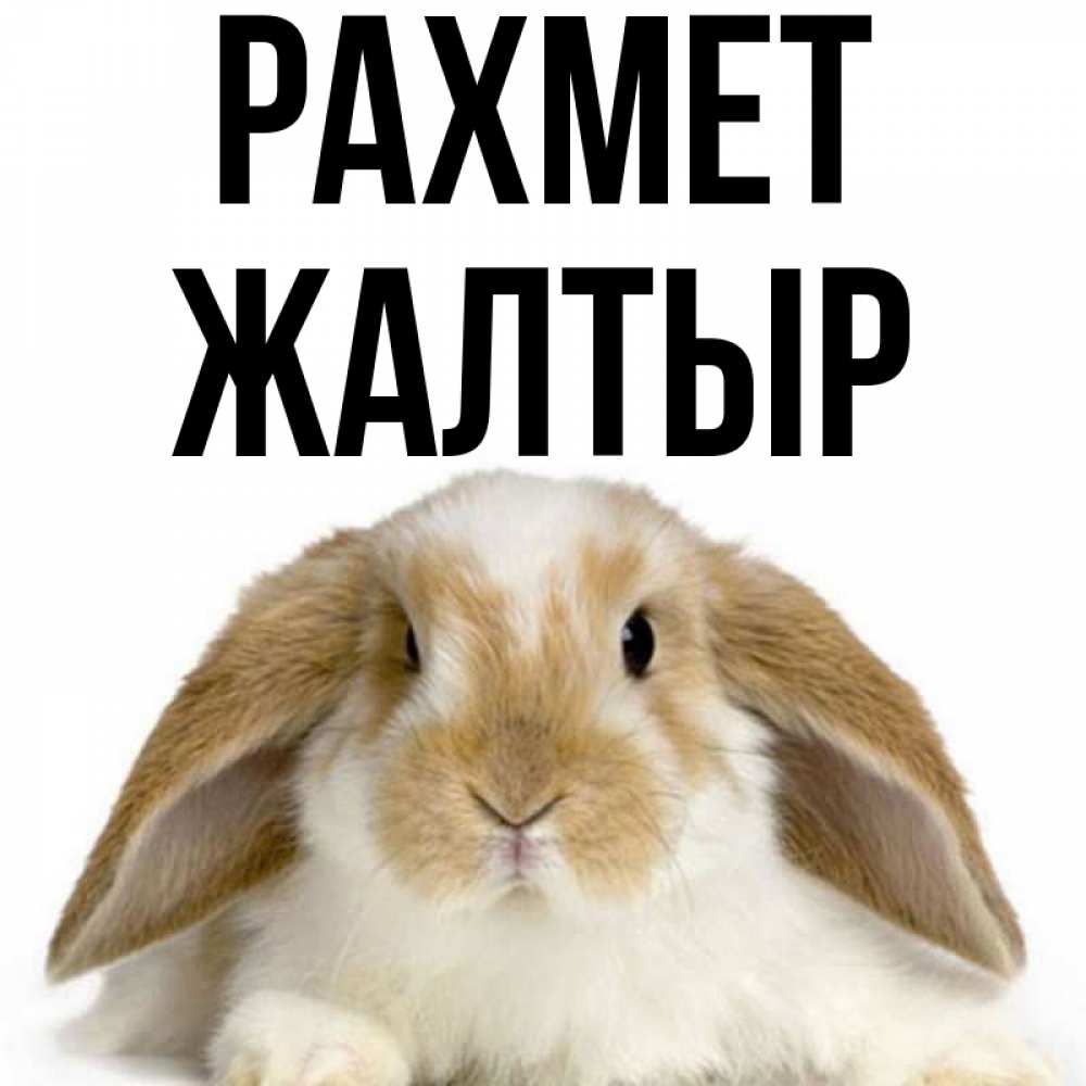 Күн сайын ашық хат с именем, Жалтыр рахмет коричнево белый заяц Онлайн тегін жүктеп алу тілектері бар керемет карта 
