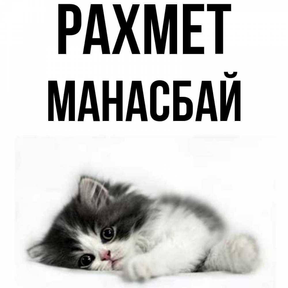 Күн сайын ашық хат с именем, МАНАСБАЙ рахмет черный и белый кот Онлайн тегін жүктеп алу тілектері бар керемет карта 