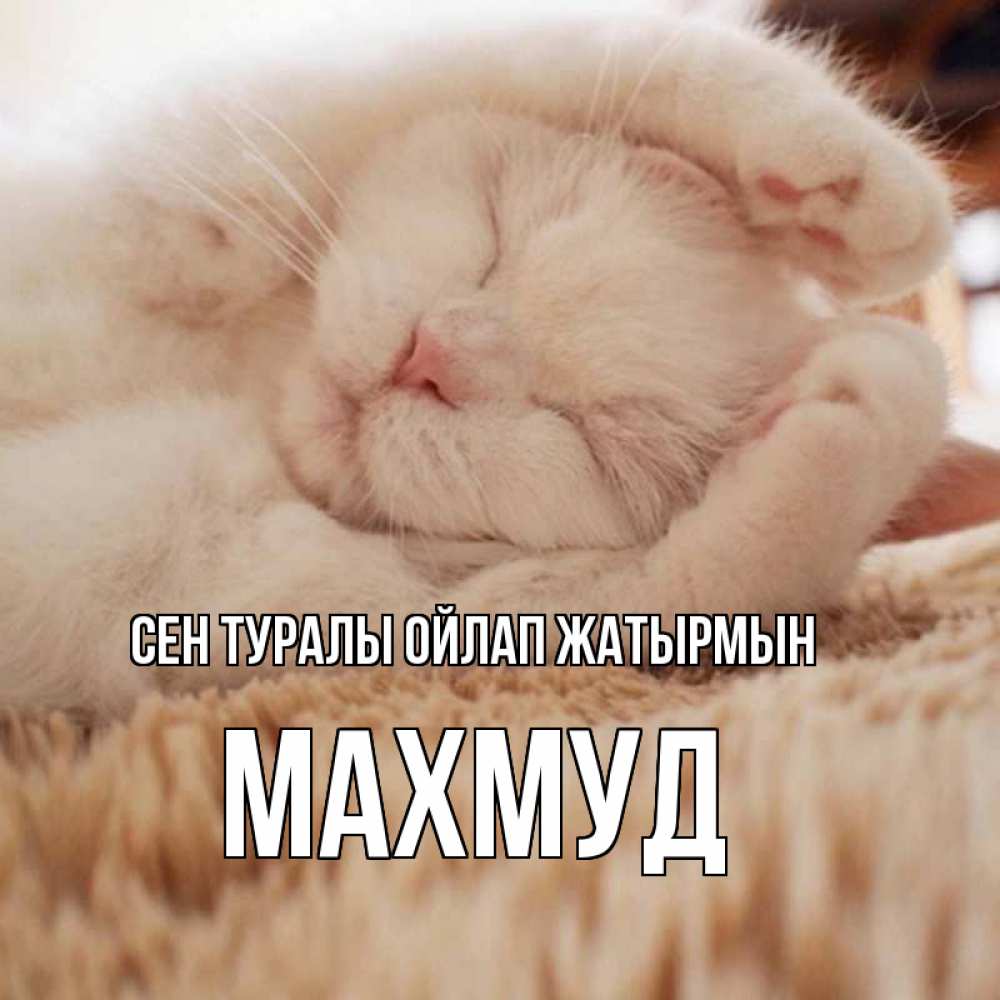 Күн сайын ашық хат с именем, Махмуд Сен туралы ойлап жатырмын для любимой девушки милота Онлайн тегін жүктеп алу тілектері бар керемет карта 