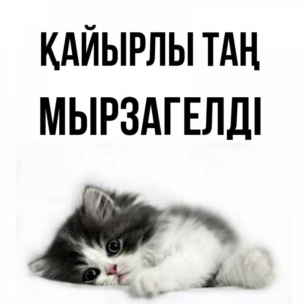 Күн сайын ашық хат с именем, Мырзагелді Қайырлы таң кот лапки Онлайн тегін жүктеп алу тілектері бар керемет карта 