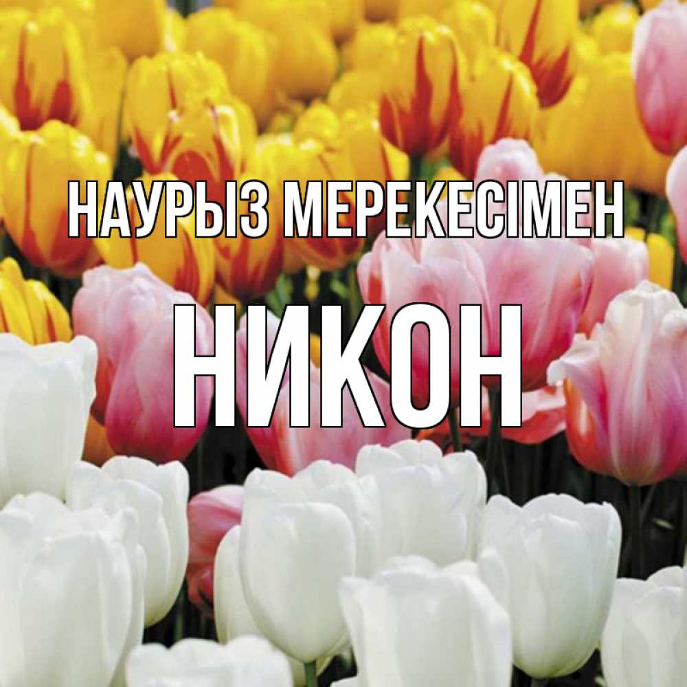 Күн сайын ашық хат с именем, Никон Наурыз мерекесімен разноцветные цветы Онлайн тегін жүктеп алу тілектері бар керемет карта 