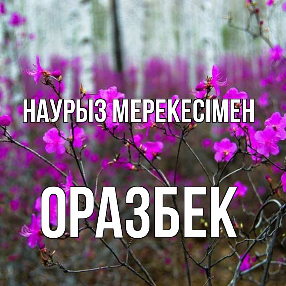 Күн сайын ашық хат с именем, ОРАЗБЕК Наурыз мерекесімен дикие цветы Онлайн тегін жүктеп алу тілектері бар керемет карта 