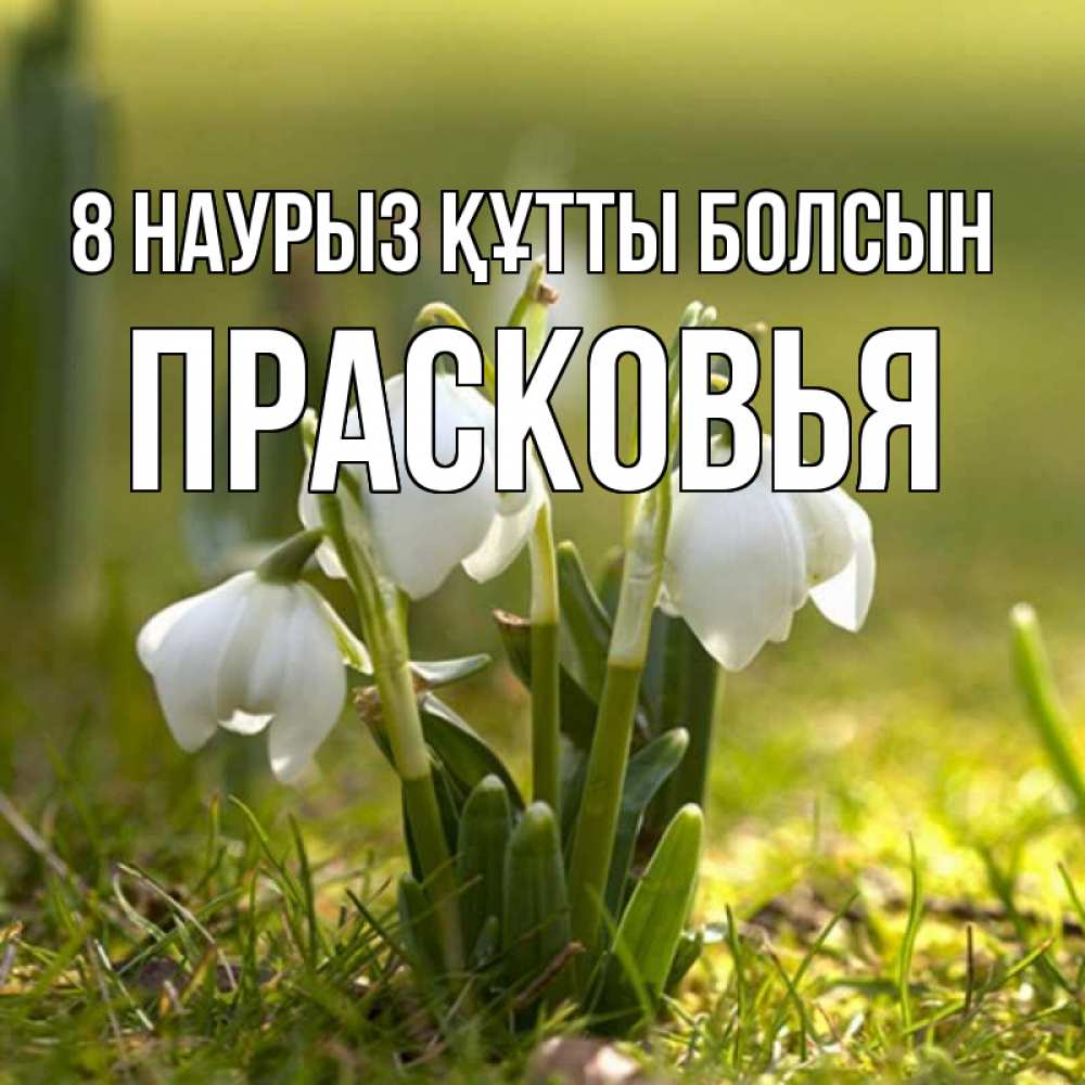 Күн сайын ашық хат с именем, Прасковья 8 наурыз құтты болсын ранние цветы 2 Онлайн тегін жүктеп алу тілектері бар керемет карта 