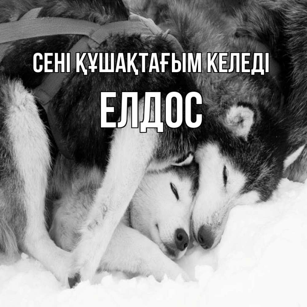 Күн сайын ашық хат с именем, Елдос сені құшақтағым келеді собачки в упряжке Онлайн тегін жүктеп алу тілектері бар керемет карта 