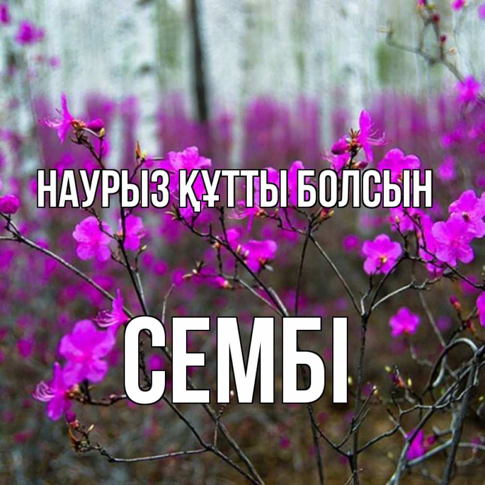 Күн сайын ашық хат с именем, СЕМБІ Наурыз құтты болсын дикие цветы Онлайн тегін жүктеп алу тілектері бар керемет карта 