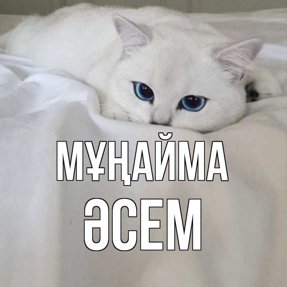 Күн сайын ашық хат с именем, ӘСЕМ Мұңайма белый кот с голубыми глазами на белоснежной кровати Онлайн тегін жүктеп алу тілектері бар керемет карта 