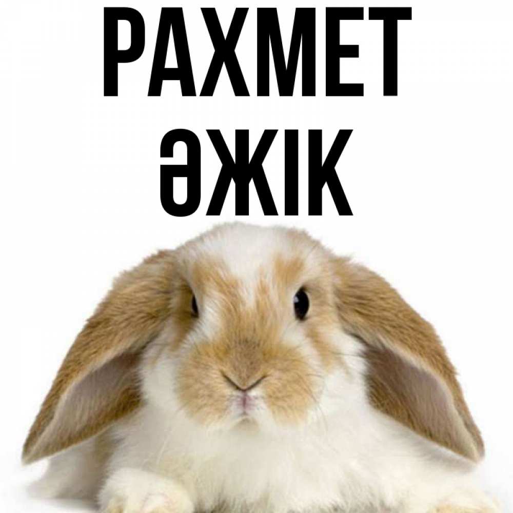 Күн сайын ашық хат с именем, Әжік рахмет коричнево белый заяц Онлайн тегін жүктеп алу тілектері бар керемет карта 