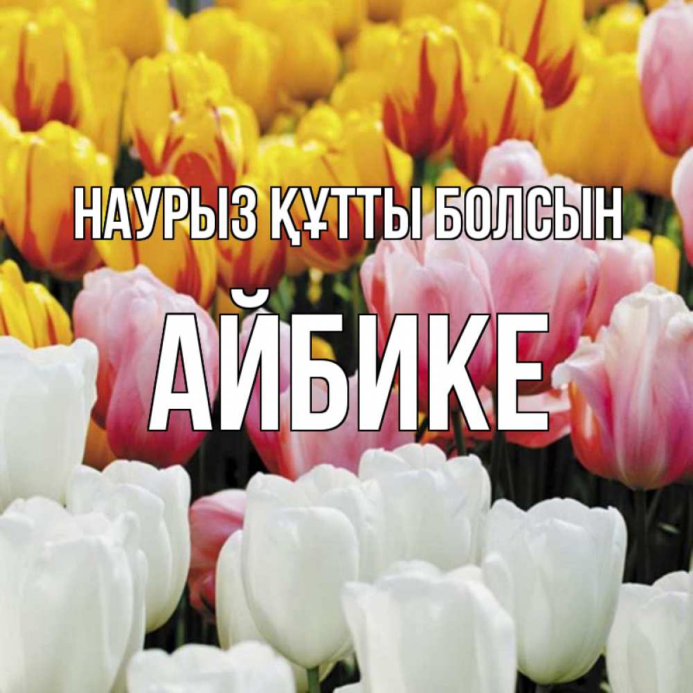 Күн сайын ашық хат с именем, АЙБИКЕ Наурыз құтты болсын разноцветные цветы Онлайн тегін жүктеп алу тілектері бар керемет карта 